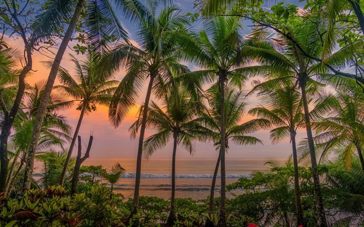 Caribe, palmeras, islas tropicales, puesta de sol, tarde, palmeras en el fondo del mar, Costa Rica