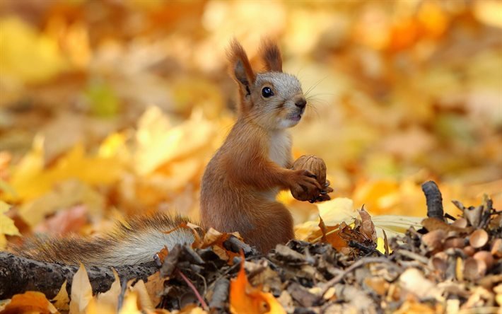 squirrel with walnut, autumn, bokeh, wildlife, funny animals, Sciuridae, squirrel