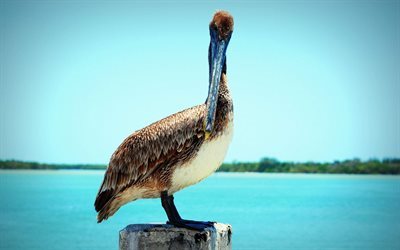 pelican, tropical island, ocean, birds