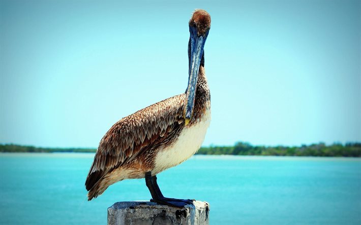 pelican, tropik ada, okyanus, kuşlar