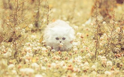 fluffy white cat, cute animals, leaves, cats, white cat