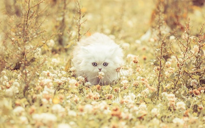 il bianco soffice gatto, animali, foglie, gatti, gatto bianco