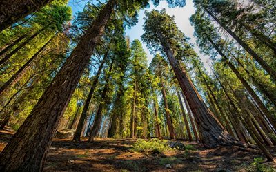 Sekoya, orman, uzun ağa&#231;lar, yaz, Sequoia ve Kings, Milli Park, ABD