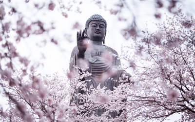 Amitabha Buda, Jap&#227;o, primavera, sakura, est&#225;tua, Na Prov&#237;ncia De Ibaraki, Ushiku