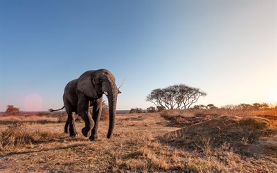 Afrika, fil, 4k, yaban hayatı, savannah, filler
