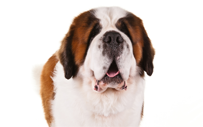 Saint-Bernard, le grand chien, animaux domestiques, blanc-brun chien, 4k