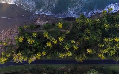 4k, palms, coast, sea, waves, view from above