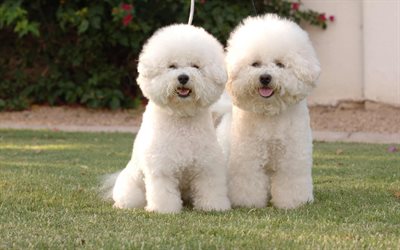 Bichon Frise Cane, 4к, bianco soffici cani, cuccioli cute, animali domestici