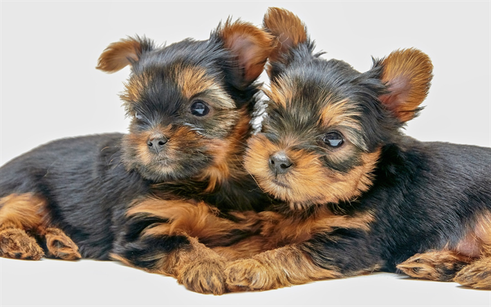 ヨークシャー-テリア, 子犬, 二犬, かわいい動物たち, 4k