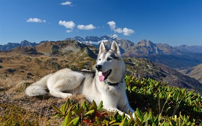 Siberian husky, 4k, mountains, dogs, pets, Husky