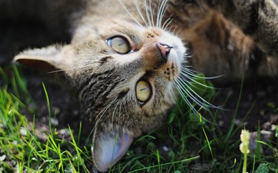 القط المنزلي ،, القط الرمادي, العشب الأخضر, الحيوانات لطيف, القطط العيون الخضراء