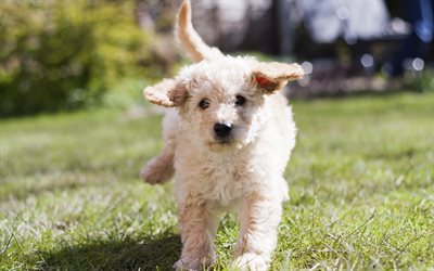labradoodle, blanco rizado cachorro, perro peque&#241;o, lindo animales, mascotas