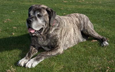 Mastiffi, suuri harmaa koira, 4k, lemmikit, koirat