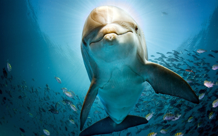 dolphin, underwater world, fish, sea, water