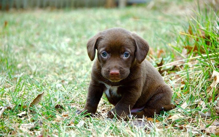 chocolate labrador retriever, marr&#243;n cachorro, lindos animales, mascotas, perros
