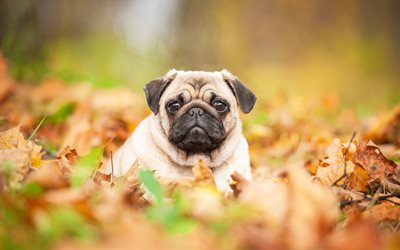 Pug, small puppy, cute animals, small dog, autumn, 4k
