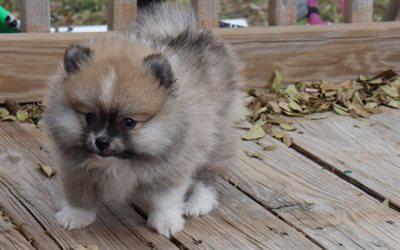 Pomeranian Spitz, harmaa p&#246;rr&#246;inen pentu, pieni koira, lemmikit, pennut, 4k
