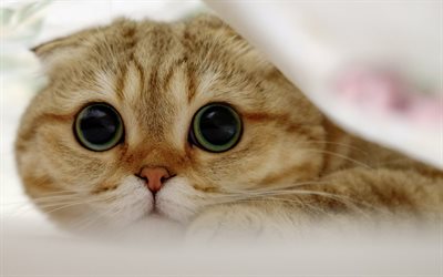 Scottish Fold, gatto domestico, gli occhi grandi, una coperta, un gatto peloso