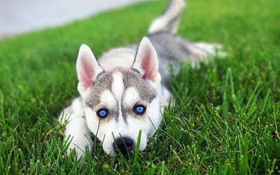 Husky Siberiano, 4k, gramado, filhote de cachorro, cachorros, olhos azuis, animais de estima&#231;&#227;o, Chukcha, animais fofos, Husky