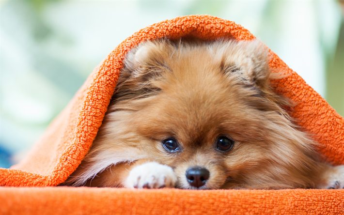 Pomeranian Spitz, Puppy, little fluffy dog, Friendly Dogs