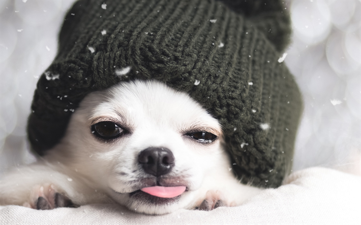 Chihuahua, small white dog, winter, snow, dog in hat, pets, dogs