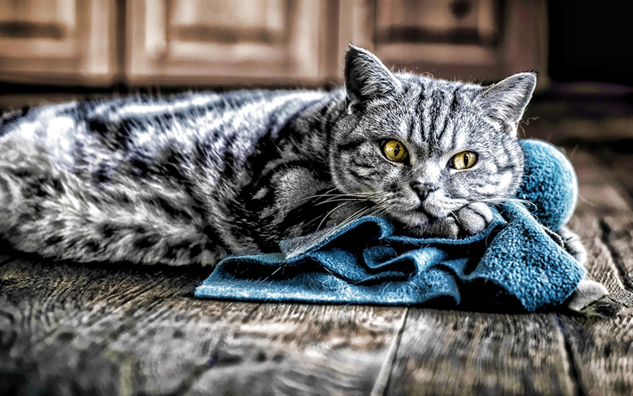 British Shorthair, bokeh, close-up, cute animals, gray cat, pets, cats, domestic cat, British Shorthair Cat