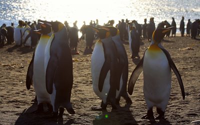 pinguins, a vida selvagem, p&#244;r do sol, noite, Ant&#225;rtica, bando de pinguins