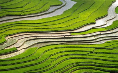des rizi&#232;res, des champs verts, du riz, de beaux champs, les cultures de riz, comment cultiver du riz, de riz, de plantation, de r&#233;colte des concepts