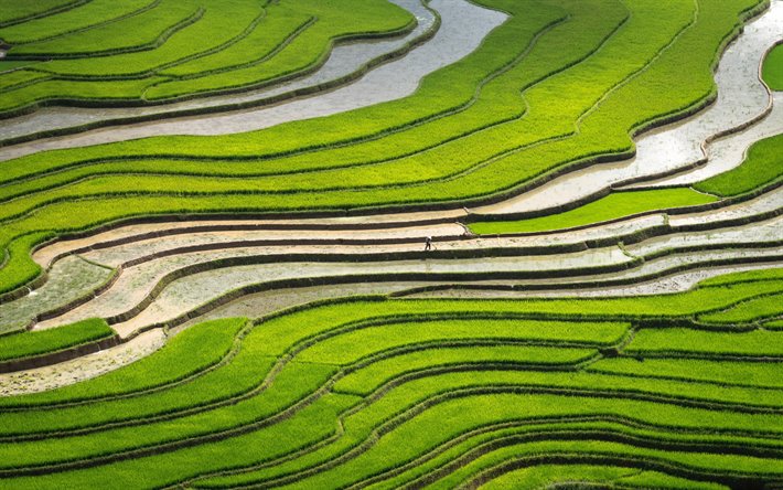 los campos de arroz, campos verdes, arroz, hermosos campos de cultivo de arroz, de c&#243;mo el cultivo de arroz, la plantaci&#243;n de arroz, la cosecha de conceptos