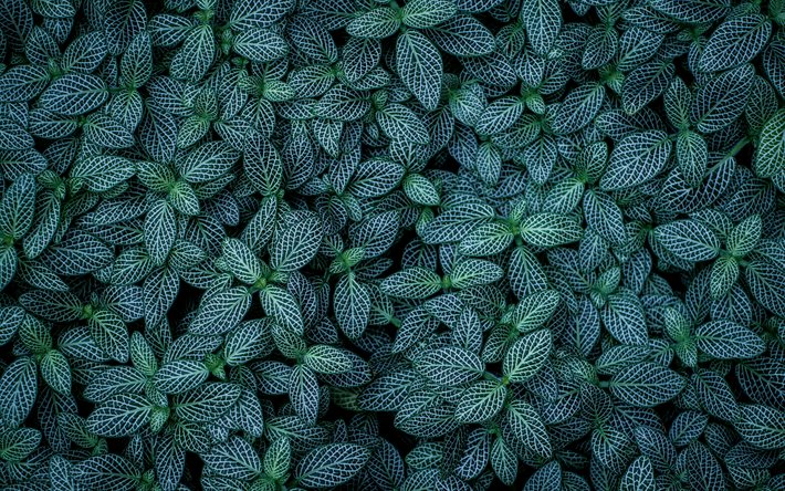 le vert des feuilles de texture, texture naturelle, fond avec des feuilles vertes, &#233;co texture, les feuilles de texture, feuille verte avec des lignes blanches, des plantes de la texture