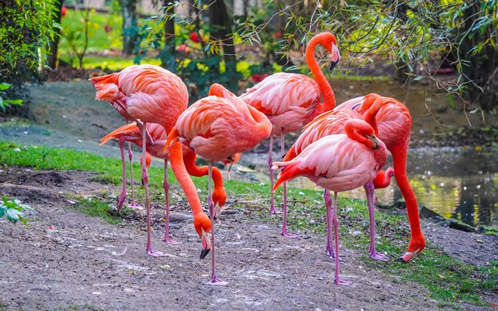 flamingos cor de rosa, bela cor-de-rosa aves, flamingos, lago, belas aves