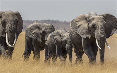 Afrikanska elefanter, vilda djur, f&#228;lt, elefanter, Afrika, savannah, liten baby-elefant