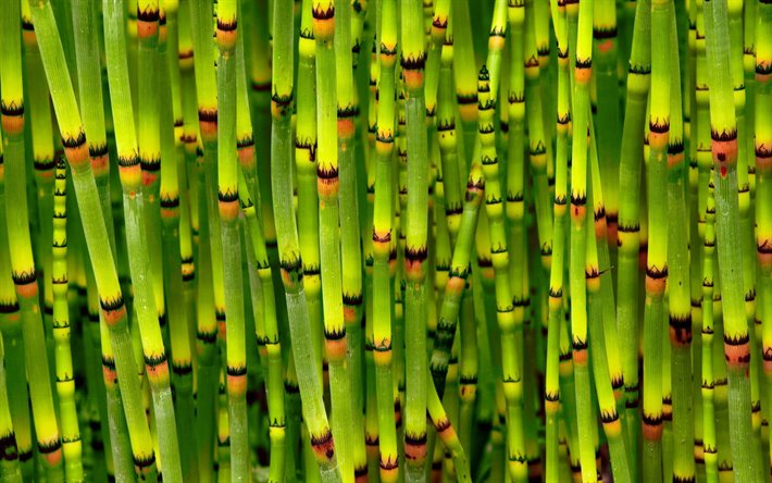 yeşil bambu g&#246;vdeleri, gen&#231; bambu, bambusoideae sopa, yeşil ahşap arka plan, bambu dokular, yeşil bambu doku, bambu kamışı, bambu sopa, yatay bambu doku, bambu
