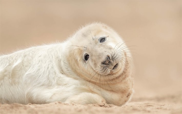 white seal, little seal, niedliche tiere, tierwelt, dichtungen