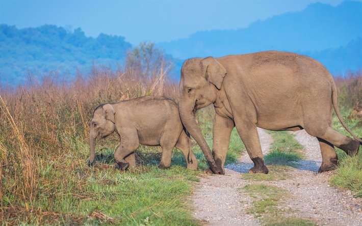 los elefantes, la fauna, el beb&#233; elefante, la vida silvestre, tarde, puesta de sol, los elefantes africanos, &#193;frica