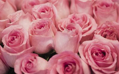 vaaleanpunaisia ruusuja, kimppu ruusuja, nuput vaaleanpunaiset ruusut, vaaleanpunainen kukka ruusut, tausta vaaleanpunainen ruusuja