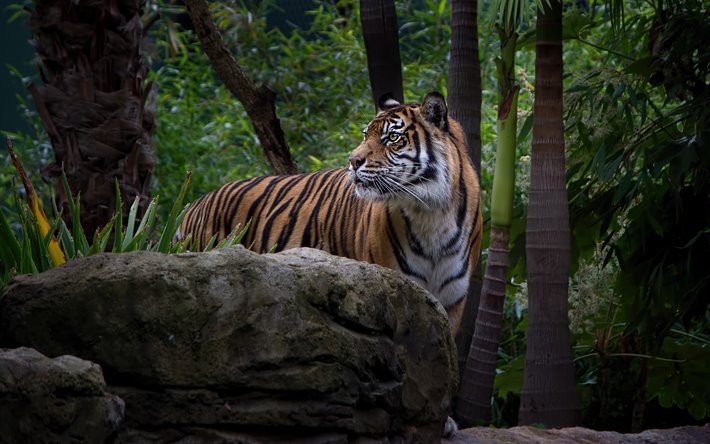 tigre, a vida selvagem, o gato selvagem, tigres, floresta, animais selvagens