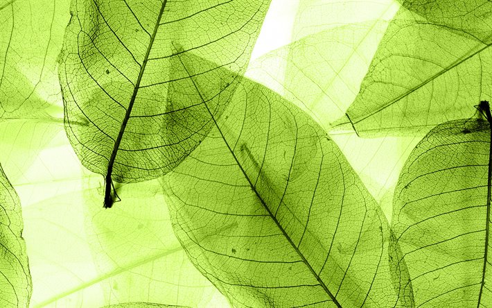 4k, foglie verdi, texture, close-up, foglie, verde foglia, modello di foglia, foglia di texture, verde