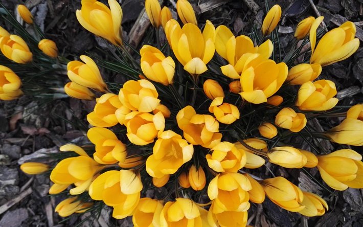 yellow crocuses, spring flowers, yellow flowers, crocuses, spring