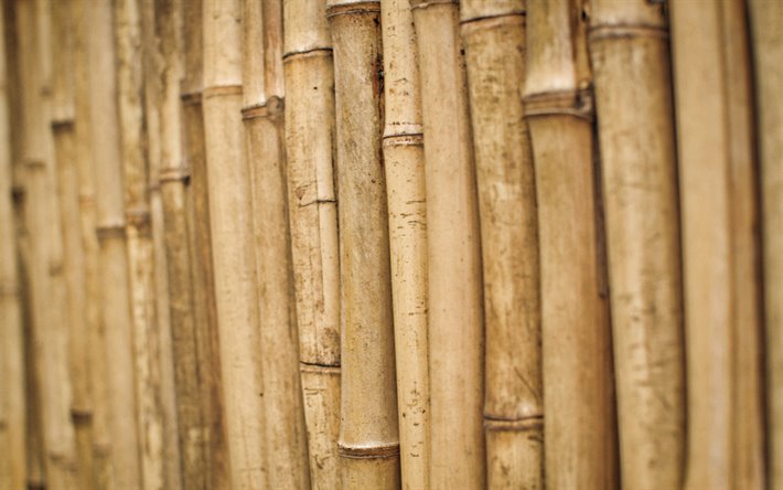 bamboo sticks, bokeh, brown bamboo, bamboo canes, bambusoideae sticks, macro, background with bamboo, bamboo