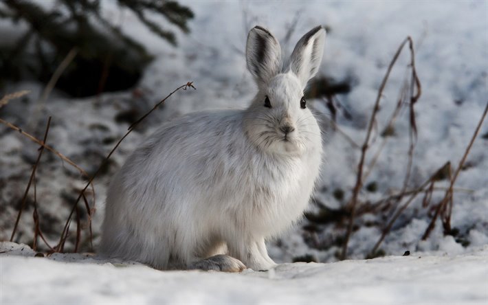 white rabbit, winter, snow, rabbit, wildlife, wild animals, forest animals, forest
