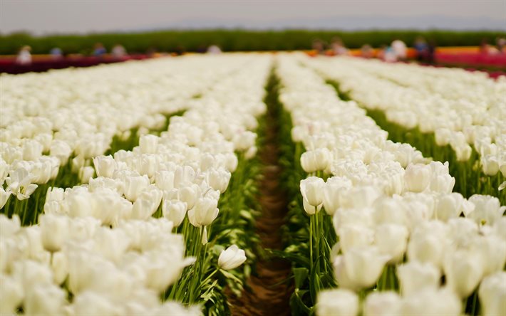 tulipani bianchi, campo con tulipani bianchi, fiori primaverili, tulipani, fiori di campo, primavera, Paesi Bassi