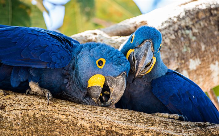 lears ara, indigo ara, blaue papageien, papageienpaar, blaue aras, papageien, blaue brasilianische papagei