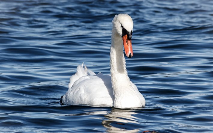 white swan, lake, swan on the water, white bird, beautiful swan, swans