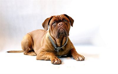 Fransk Mastiff, hundar, Dogue de Bordeaux