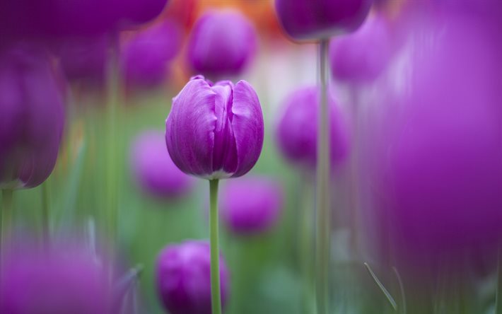 lila tulpe, bewegungsunsch&#228;rfe, close-up, tulpen