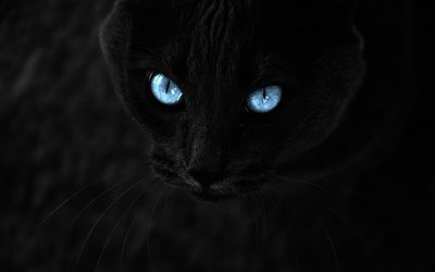 svart katt, bl&#229; &#246;gon, close-up, katter
