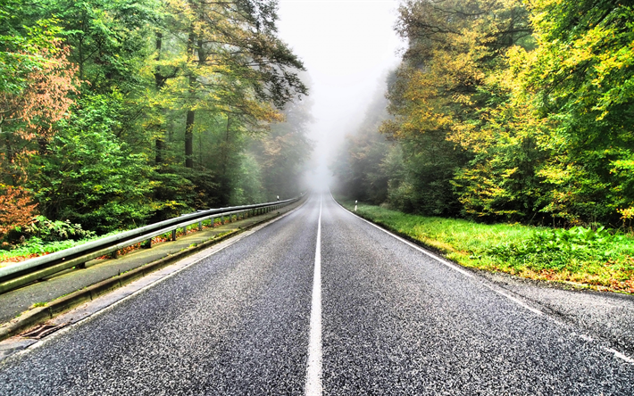 asfalto, strada, foresta, nebbia, autunno, suspense concetti
