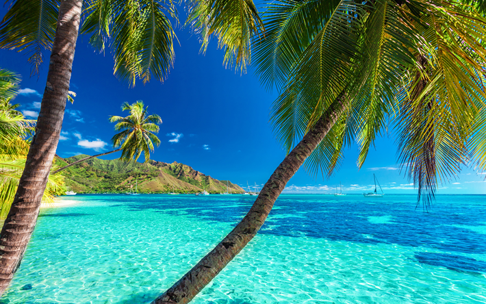 tropical islands, 4k, sea, palm trees, yachts, rest, beaches, tourism concepts, travel concepts