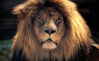 lion, 4k, wildlife, predators